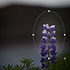 Lightroom 5 - Radial Filter