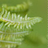 The Newly Redesigned Crop Tool in Photoshop CS6
