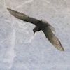 New Digital Composite: Hindsight