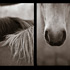 Creating Diptychs & Triptychs (Part 2)